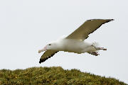Vandrealbatros flyver lavt over Albatross Island