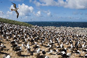 Sortbrynet albatros koloni på Steeple Jason, Falklandsøerne.