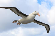 Black-browed albatross