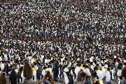Pingviner i massevis. Kæmpestor kongepingvin koloni.