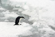 Ung kejserpingvin på havisen ved Antarktis