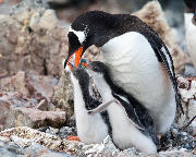 Pingvin unger tigger mad