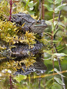 Alfa male Green frog mirror image