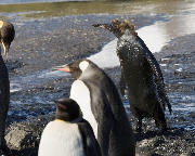 All-black penguin or penguin dressed in black mud?