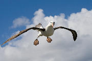 Sortbrynet albatros kigger på fotografen