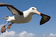 Flying Black-browed albatross close-up