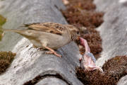 Rovspurv spiser fugleunge 