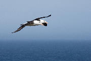 To albatrosser flyver tandem