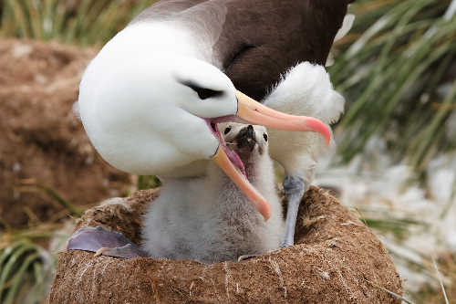 Hungry albatross chick