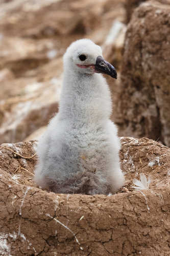 Lone Albatross chick in nest
