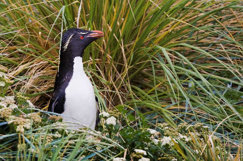 Rockhopper penguin on Westpoint Island