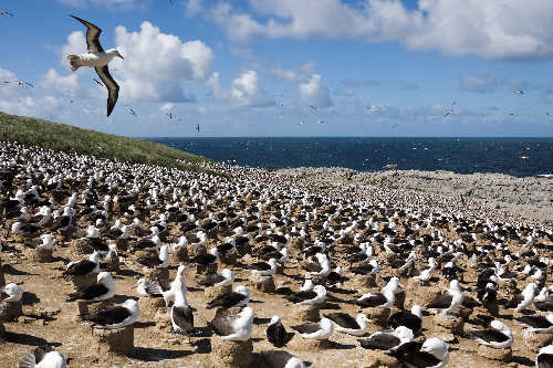 Black-browed albatross colony on Falkland Islands.