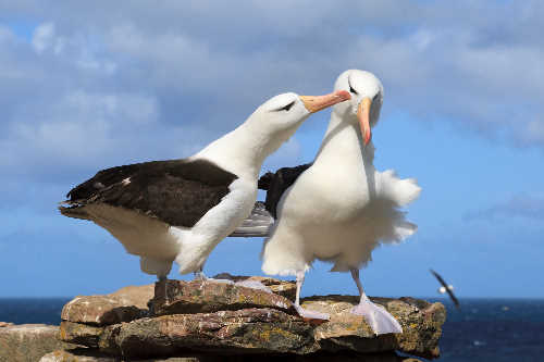 Mating ritual of Black-browed albatross 