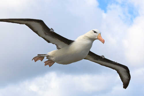 Flying Black-browed albatross prepare to land