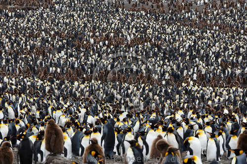 King penguin colony. St Andrews Bay, South Georgia Island.