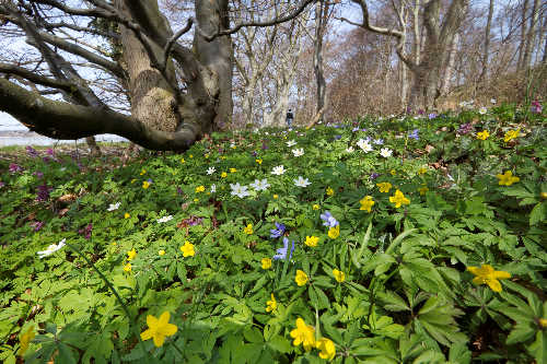 Blomstrende blå, gule og hvide anemoner i skovbunden