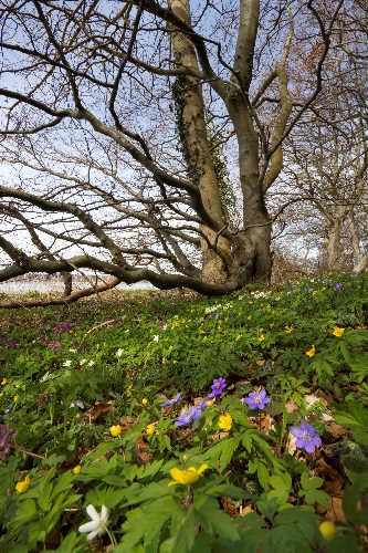 Gule, hvide og blå anemoner i blomst samtidigt