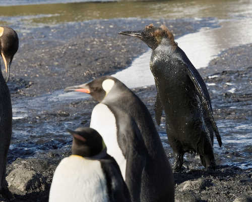 Sort pingvin