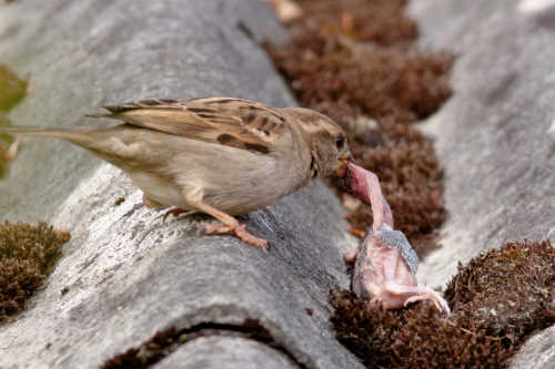 Rovspurv spiser fugleunge