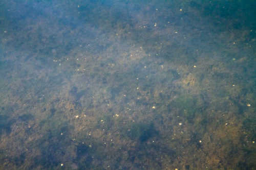 Død havbund med alger