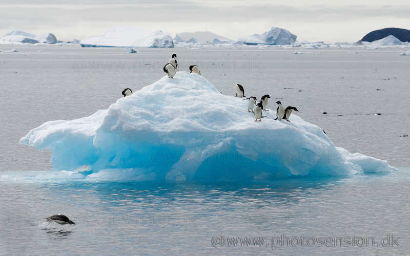Blåt isbjerg og pingviner - her adeliepingviner