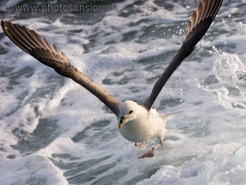 Walking on water. Northern Fulmar