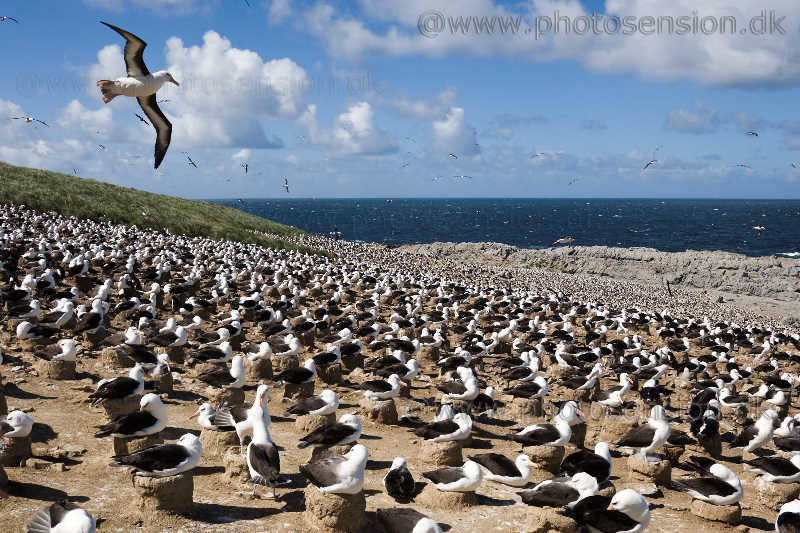 Sortbrynet albatros koloni på Steeple Jason, Falklandsøerne.