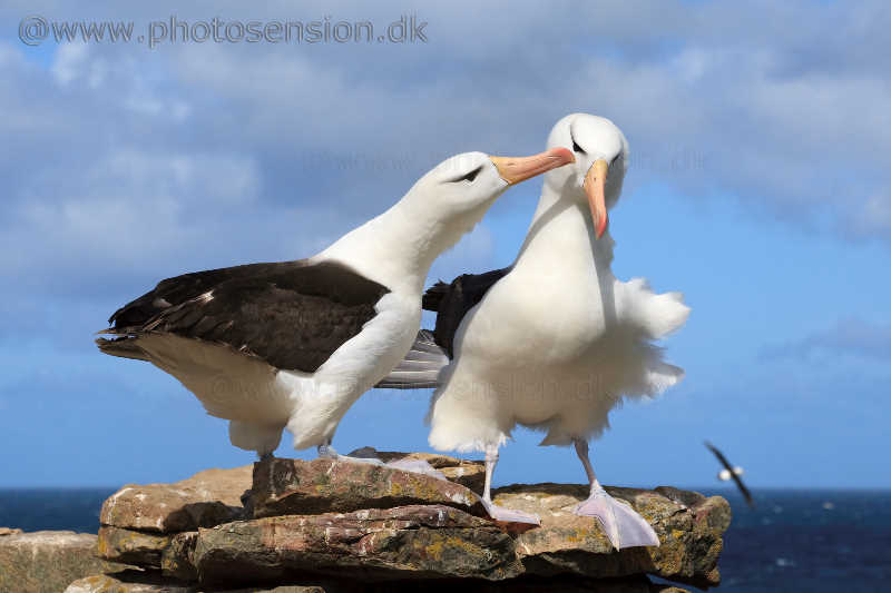 Noget i øjet - Frieri af sortbrynet albatros