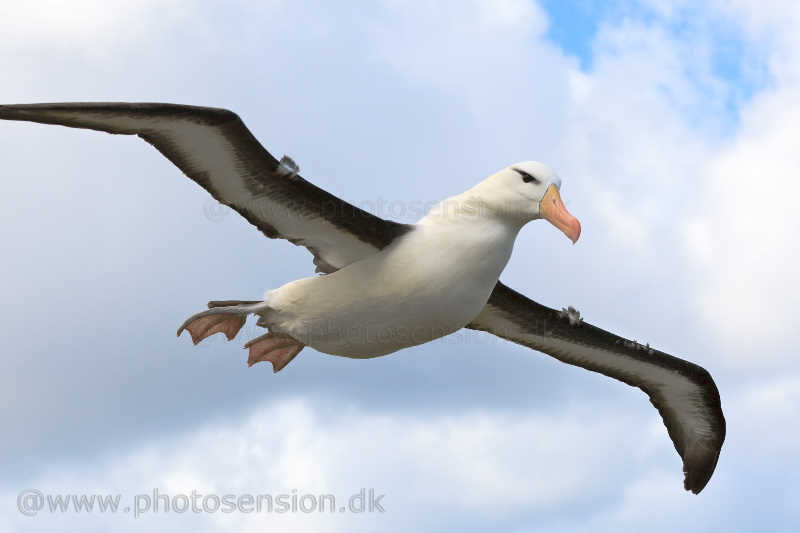 Sortbrynet albatros lægger an til landing