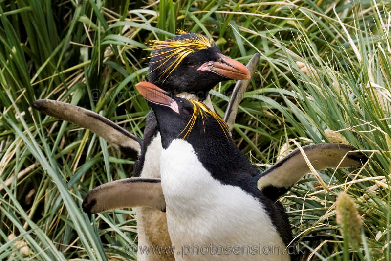 Guldlokket pingvin par i paringsleg