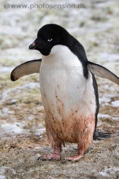 Den global opvarmning er dårligt nyt for adeliepingvinerne.