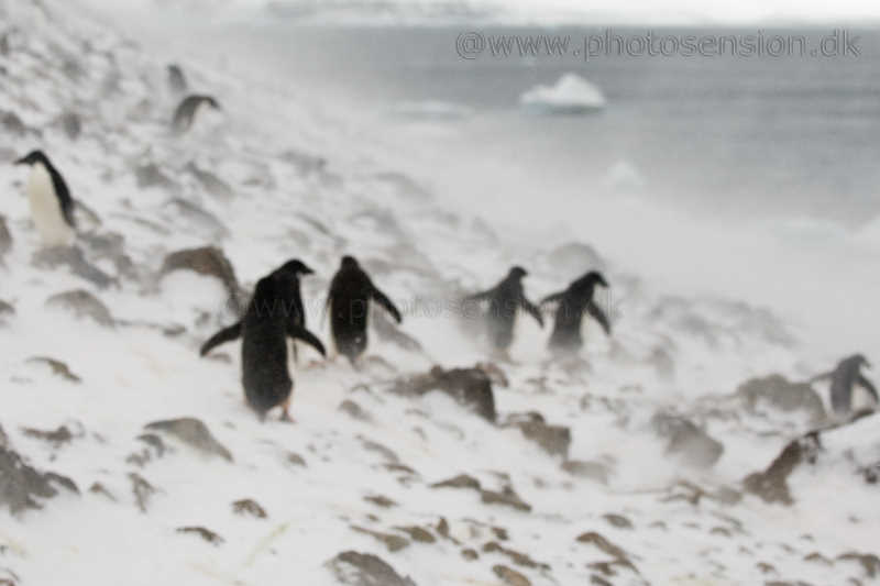 Snestorm hos pingvinerne på sydpolen