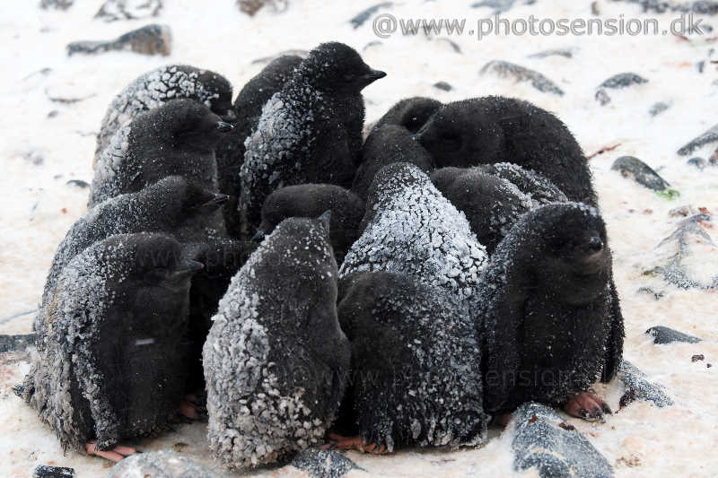 Frysende pingvinunger (Adeliepingviner)