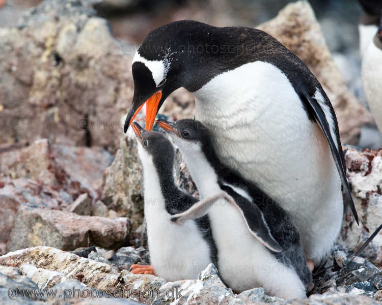 Pingvin unger tigger mad
