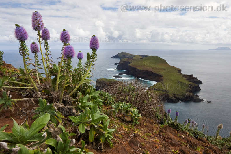 Pride of Madeira