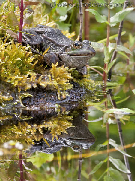 Alfa male Green frog mirror image