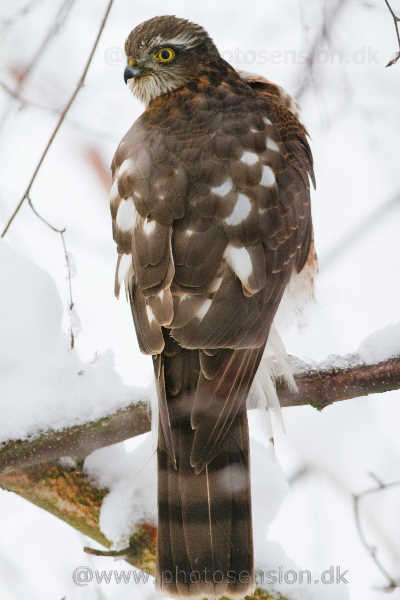 Sparrowhawk sitting in a tree.