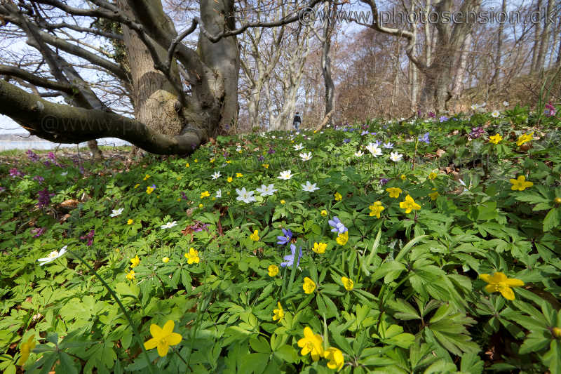 Blå, gule og hvide anemoner i skovbunden