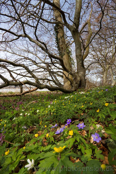 Gule, hvide og blå anemoner i blomst samtidigt