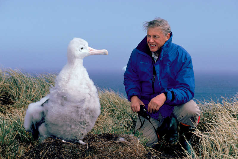 David Attenborough og ung vandrealbatros på Sydgeorgien