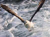 Walking on water. Northern Fulmar