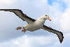 Sortbrynet albatros lægger an til landing