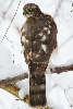 Sparrowhawk sitting in a tree.