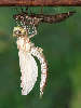 Nyfødt guldsmed folder sig ud (Blå mosaikguldsmed)