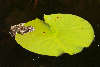 Butsnudet brun frø (Rana temporaria) på åkande blad
