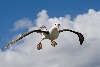 Sortbrynet albatros kigger på fotografen
