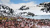 Pingvin koloni på Sydorkneyøerne